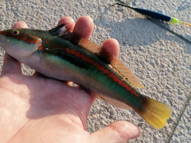 Lippfisch