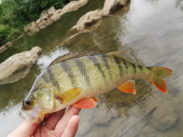 Flussbarsch
