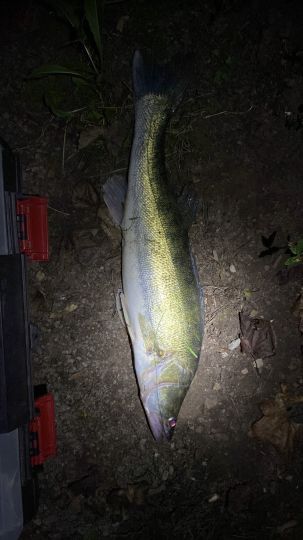 Zander