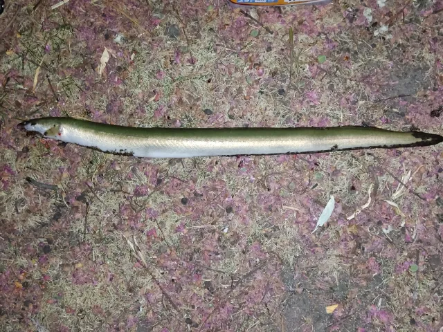 Aal