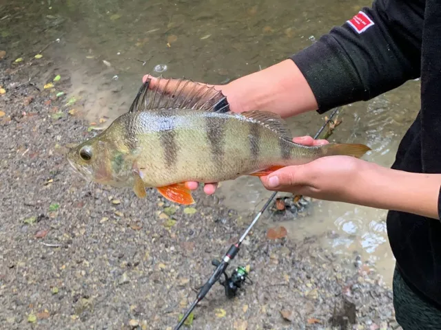 Flussbarsch