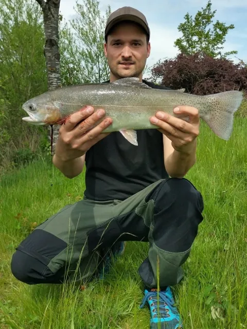 Regenbogenforelle