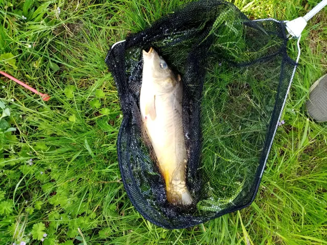 Karpfen