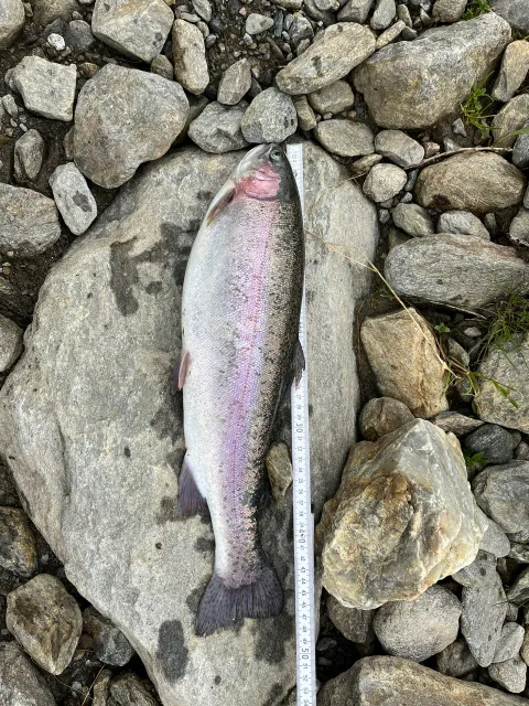 Regenbogenforelle