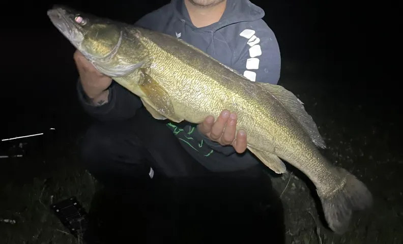 Zander