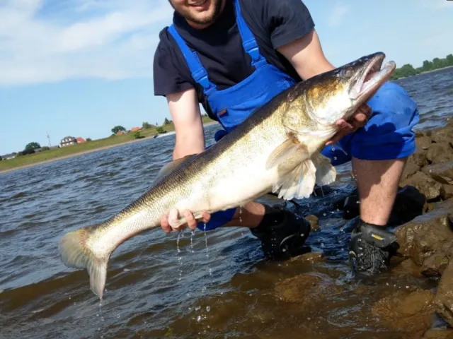 Zander