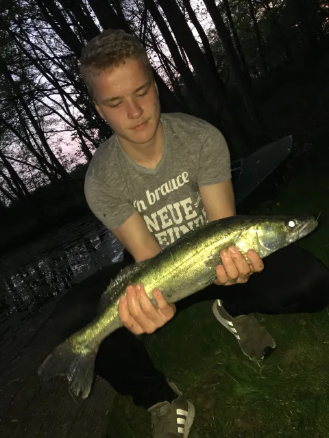 Zander