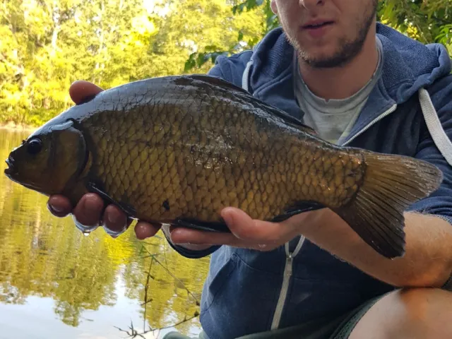 Karausche
