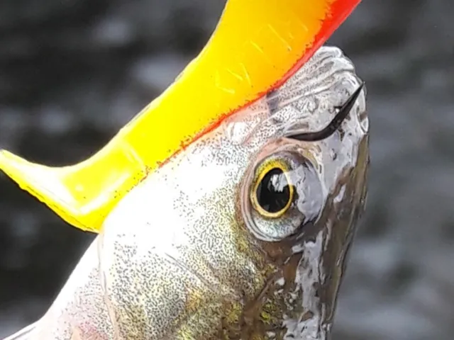 Flussbarsch