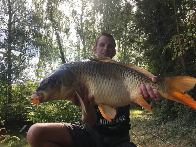 Karpfen