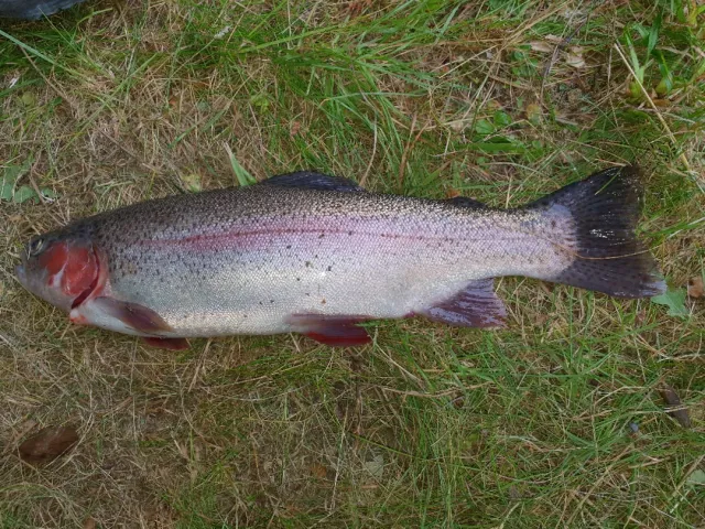 Regenbogenforelle
