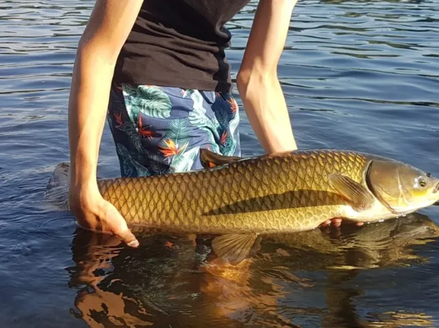 Graskarpfen