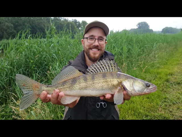 Zander