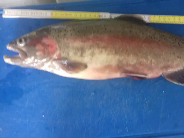 Regenbogenforelle