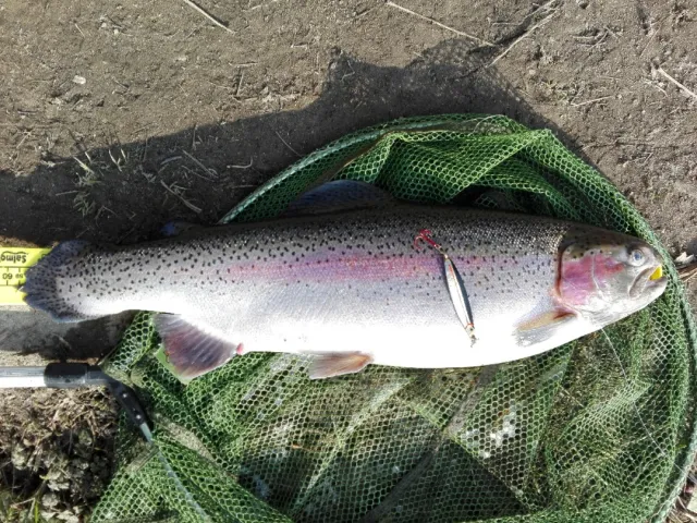 Regenbogenforelle