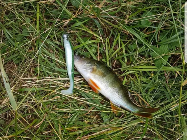 Flussbarsch