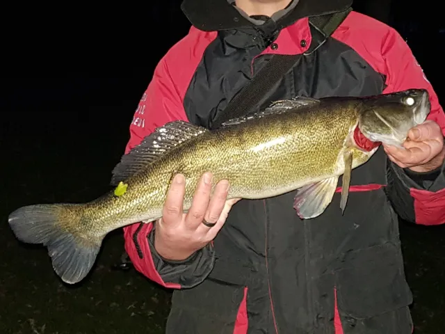 Zander