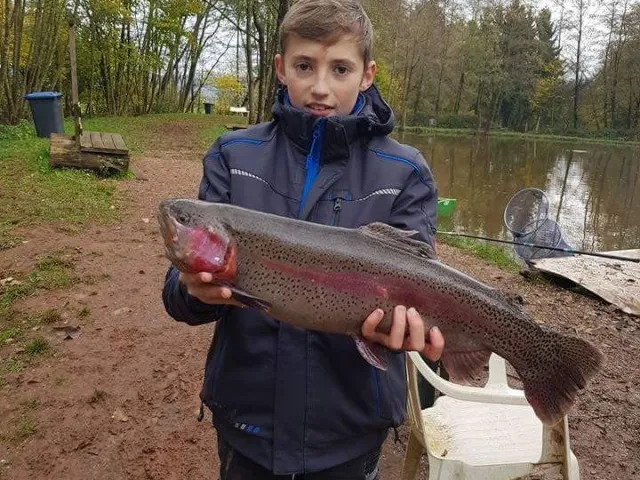 Regenbogenforelle