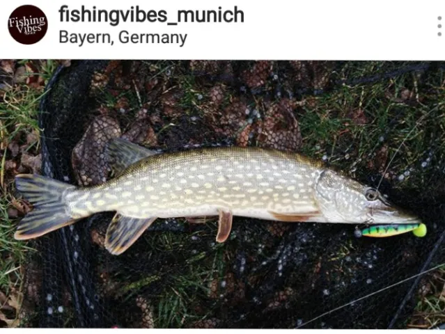 Hecht