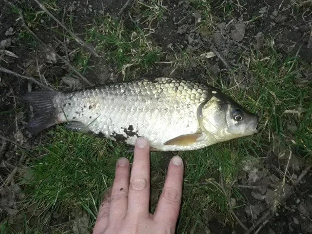 Giebel