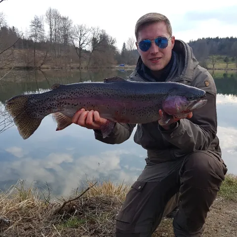 Regenbogenforelle