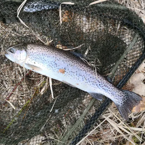 Regenbogenforelle
