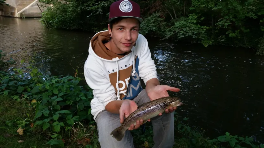 Bachforelle