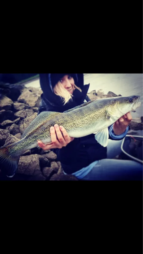 Zander