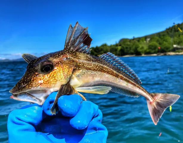 Knurrhahn (Roter)