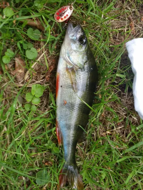 Flussbarsch