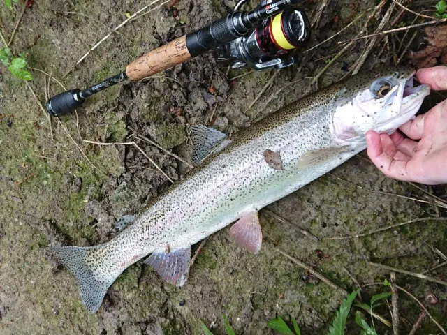 Regenbogenforelle