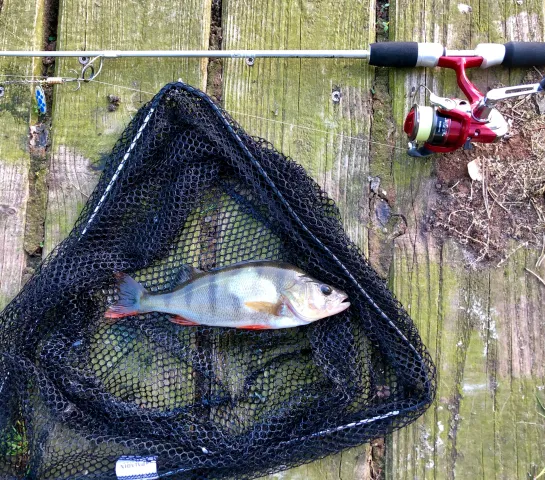 Flussbarsch