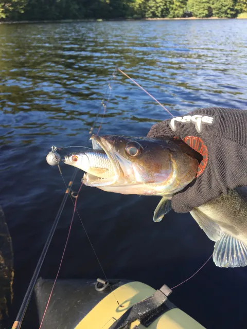Zander