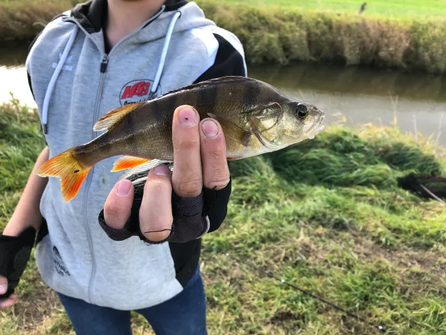 Flussbarsch