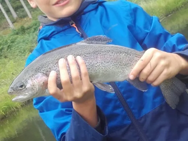 Regenbogenforelle
