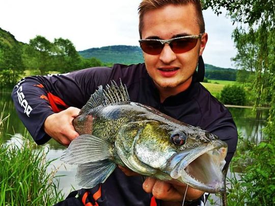 Zander