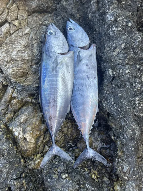 Bonito