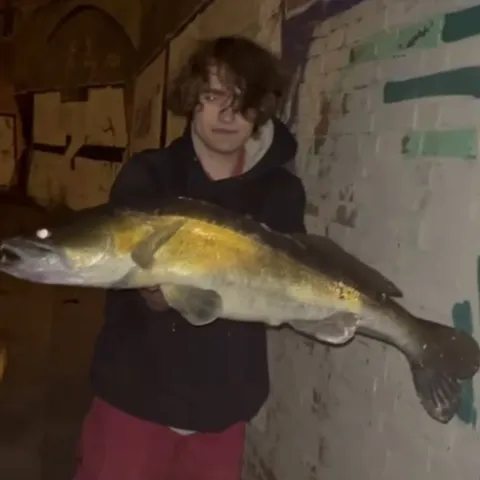 Zander