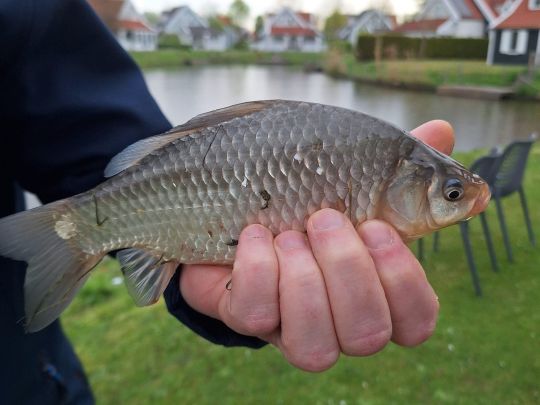 Karausche