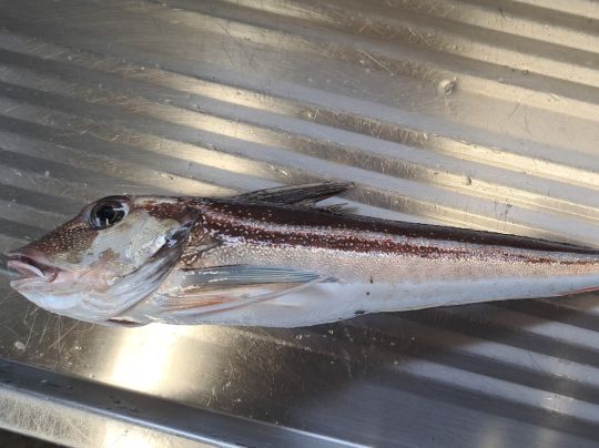 Knurrhahn (Roter)