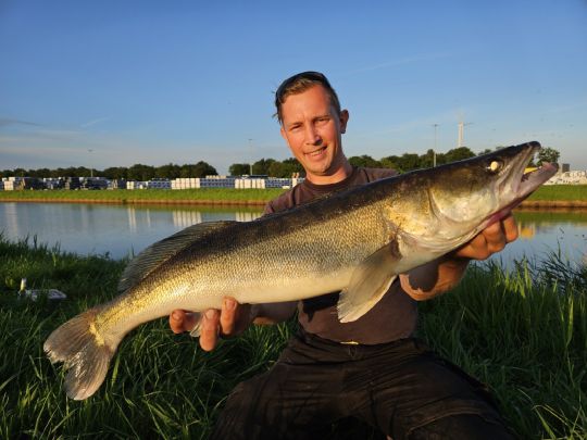 Zander