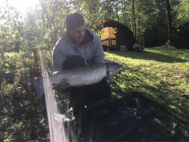 Graskarpfen