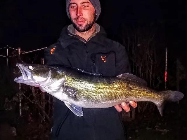 Zander