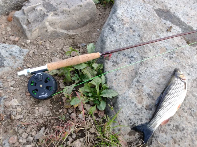 Döbel