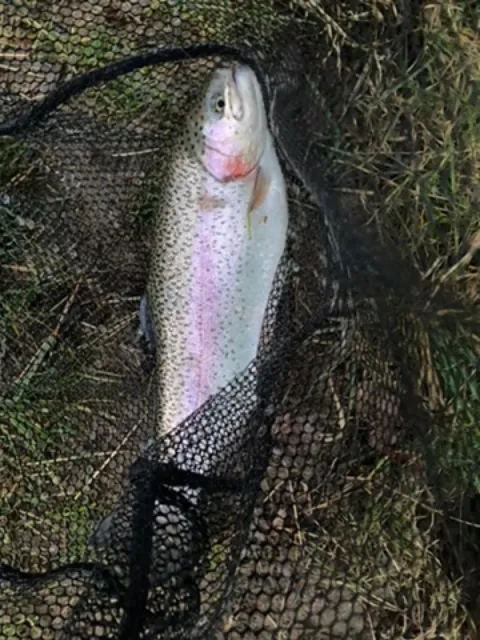 Regenbogenforelle