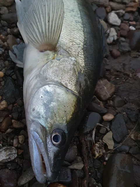 Zander