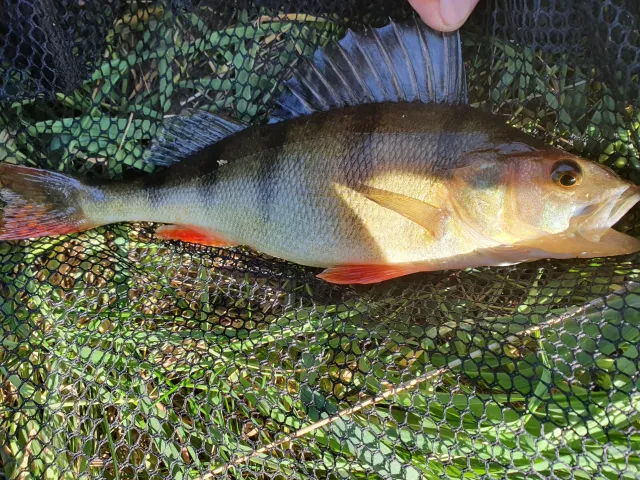 Flussbarsch
