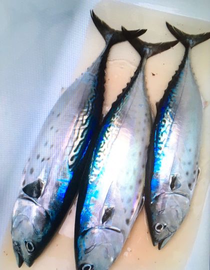 Bonito