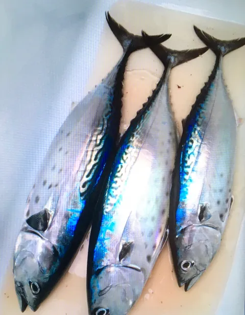 Bonito