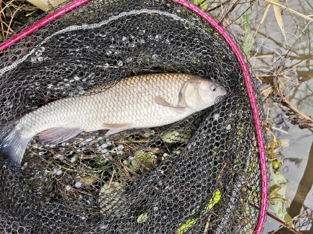 Döbel
